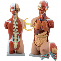 Mô hình cấu tạo cơ thể hệ cơ có đầu 85cm- 28 phần
