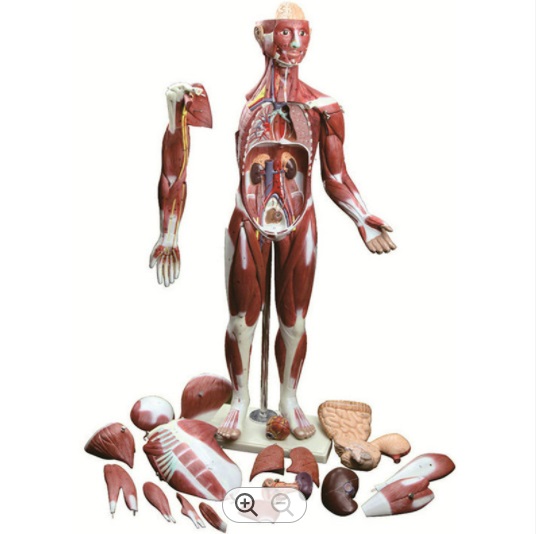 Mô Hình Người Nam Figure Anatomy BodyKun Hỗ Trợ Vẽ Cơ Thể Người   BookBuyvn