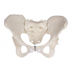 Mô hình cấu tạo xương chậu nữ