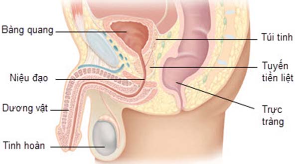 Cấu tạo cơ quan sinh dục nam