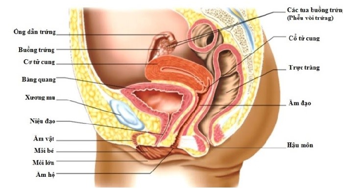 Cấu tạo cơ quan sinh dục nữ