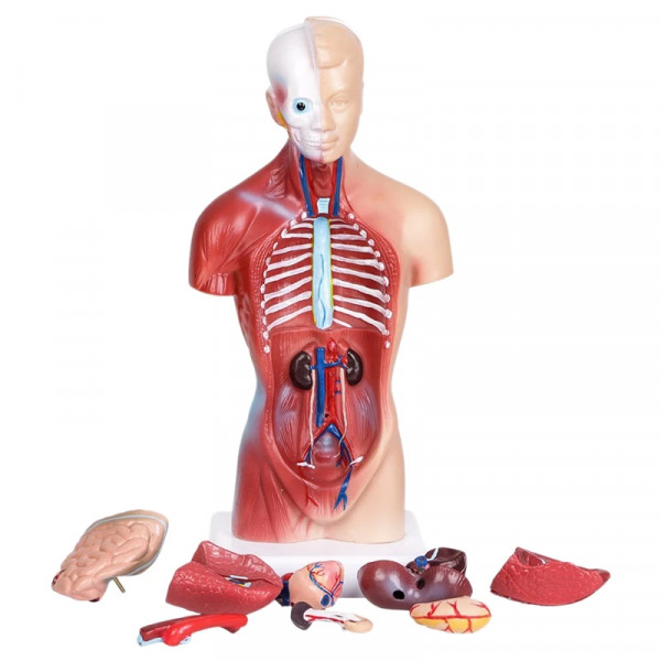 Mô hình giải phẫu nội tạng Mô hình trung tính  Thiết Bị Y Tế Huê Lợi