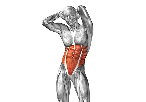 Các nhóm cơ trên cơ thể người