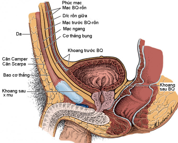 Chú thích mô hình giải phẫu 3 như thế nào là đầy đủ?