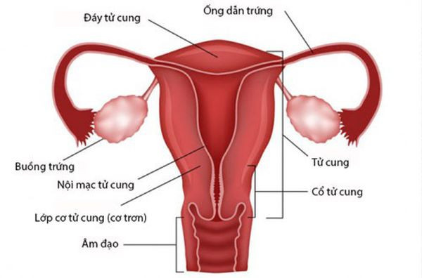 Các cơ quan sinh dục nữ bên trong