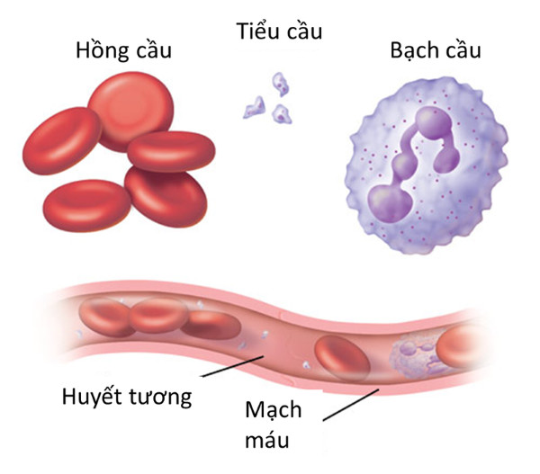Thành phần cấu tạo của máu