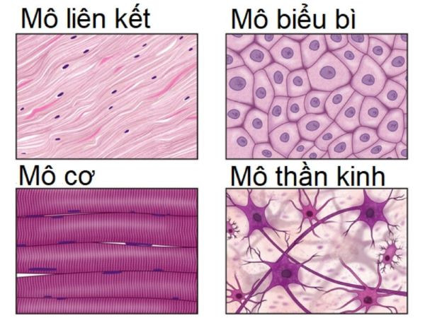 Các loại mô và chức năng chính