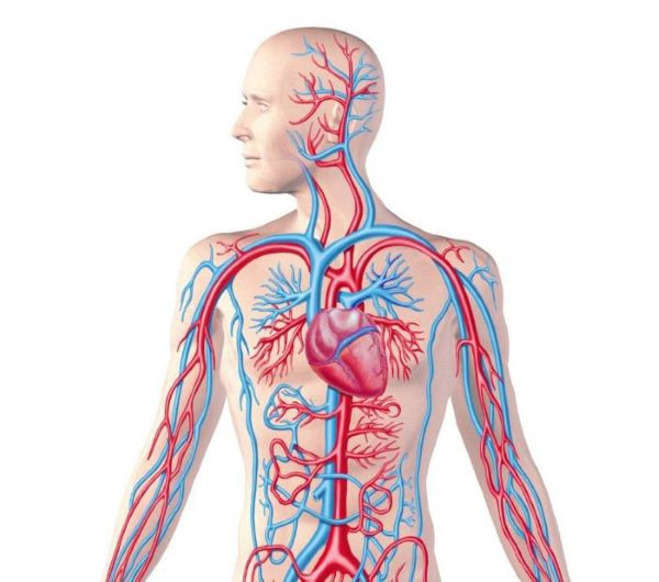 Sơ đồ hệ thống các cơ quan nội tạng con người