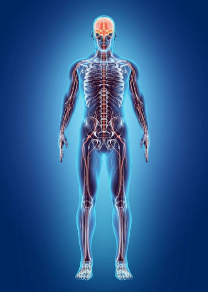 Sơ đồ hệ thống các cơ quan nội tạng con người