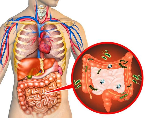 Những điểm mà các cơ quan nội tạng con người sợ mắc phải