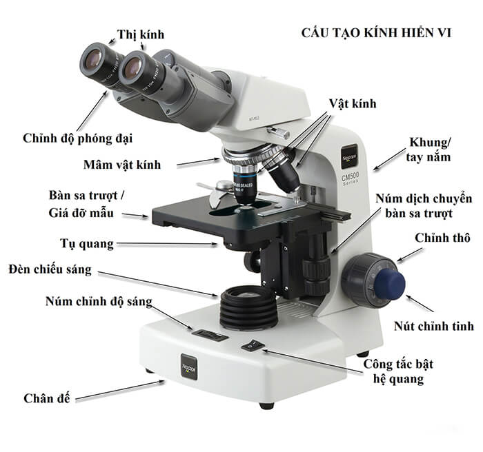 Cấu tạo của kính hiển vi quang học