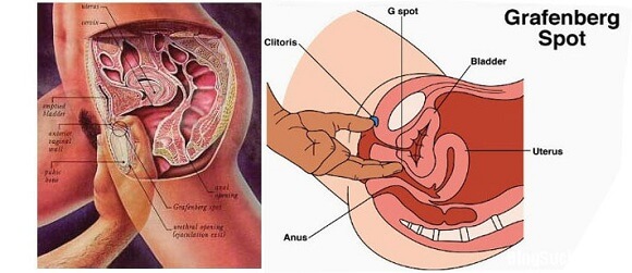 Tìm hiểu chi tiết về điểm G của phụ nữ