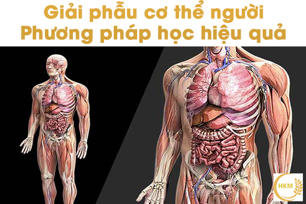 Giải Phẫu Cơ Thể Người Và Các Phương Pháp Học Hiệu Quả CÔng Ty Tnhh ThiẾt BỊ Khoa HỌc CÔng 