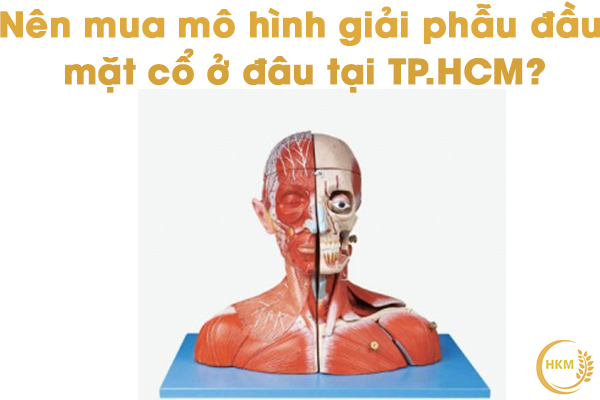Nên mua mô hình giải phẫu đầu mặt cổ có chú thích ở đâu tại TPHCM?