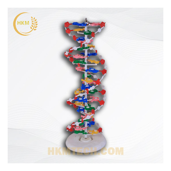Cách làm mô hình ADN bằng ống hút và bằng giấy lớp 9  headenglisheduvn
