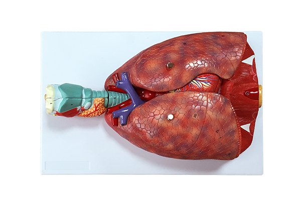 Mô hình giải phẫu hệ hô hấp người miệng mũi họng phổi phế quản phế  nang tiểu thùy phổi VIETVALUE