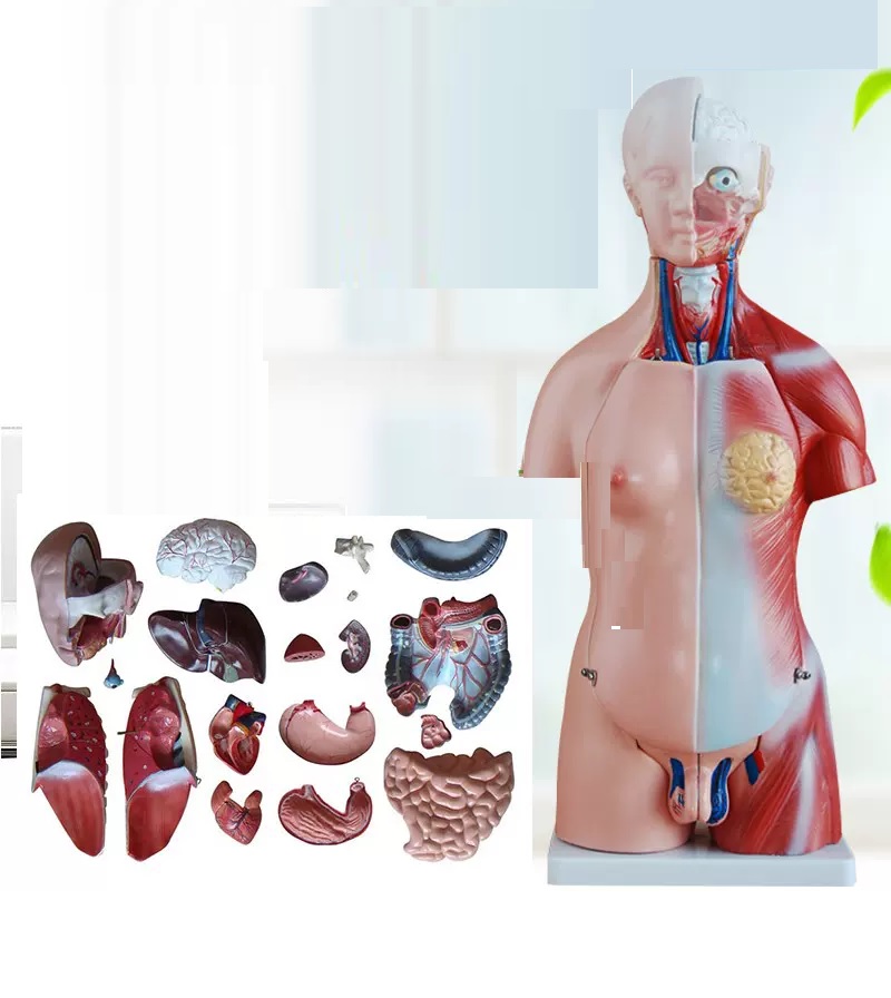 Mô hình giải phẫu hệ tiêu hóa cơ thể người  Thiết bị y tế Đại Việt