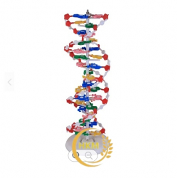 Mô hình cấu trúc DNA
