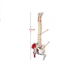 Mô hình xương cột sống xương chậu và xương đùi 50cm, 85cm