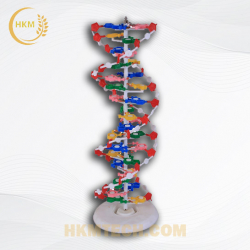 Mô hình cấu trúc ADN