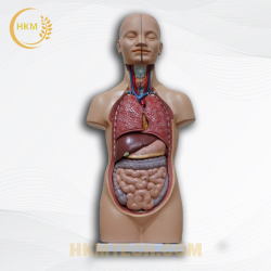 Mô hình giải phẫu cơ thể người 3D