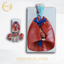 Mô hình giải phẫu phổi