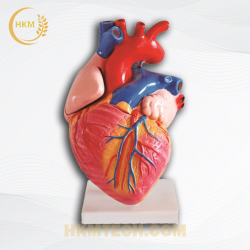 Mô hình giải phẫu tim người
