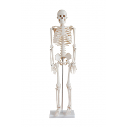 Mô hình bộ xương 170cm